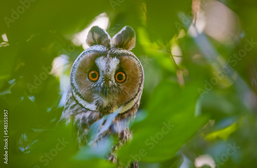  Long-eared Owl (Asio otus) is a hunter bird that lives in forest areas close to settlements.