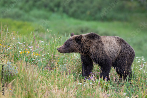 Grizzly bear in a meadow © Yifan