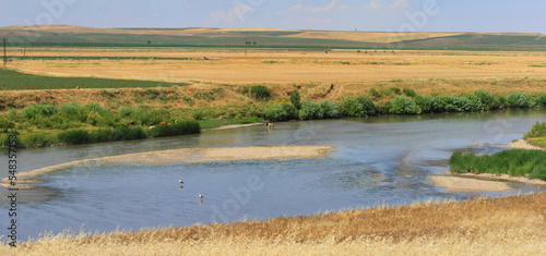 Fototapeta Naklejka Na Ścianę i Meble -  White storks ((Ciconia ciconia)) feed on mussels in the Tigris river and reptiles on the riverbank in Turkey..