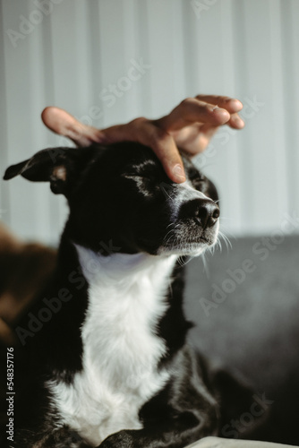 A dog without a breed, A mongrel in the arms of the owner of the house. The dog sits on the owner's lap and relaxes. © MoreThanProd