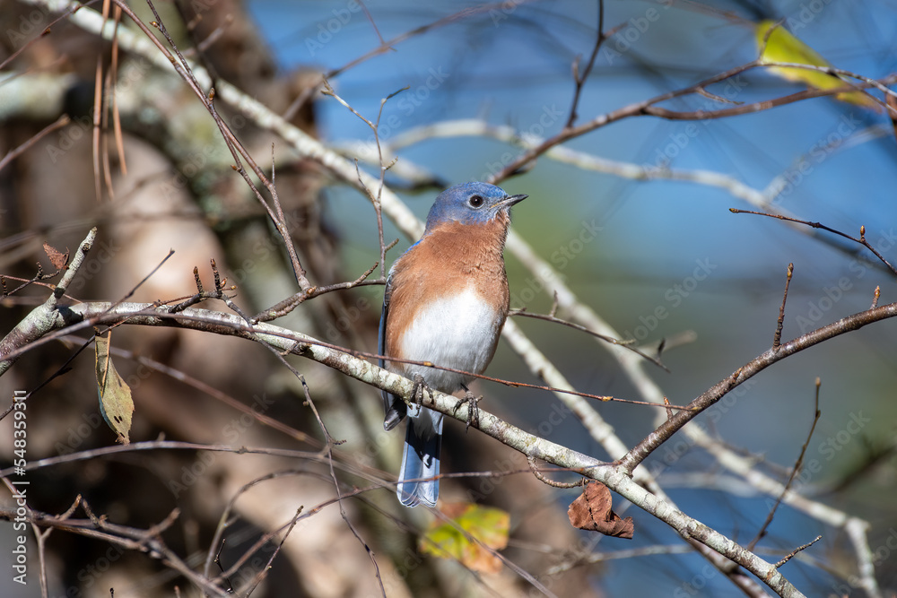 Eastern Bluebird on Tree Branch Eastern Bluebird on Tree Branch