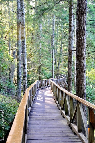 wooden bridge in the forest