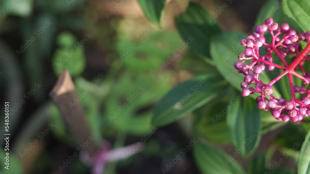Indonesian parijata fruits (Medinilla speciosa) in a garden, usually used for increasing fertility for women. Indonesian parijata fruits (Medinilla speciosa) in a garden, usually used for increasing fertility for women.