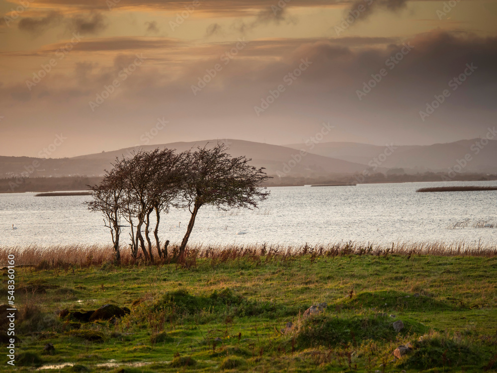 Small trees grow by a lake, beautiful scenery in the background with mountains and calm sunset sky. Nature background. County Galway, Ireland.