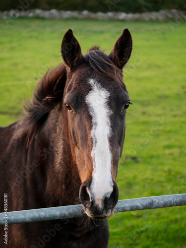 Portrait of elegant brown horse in pasture with green grass. Equestrian background. © mark_gusev