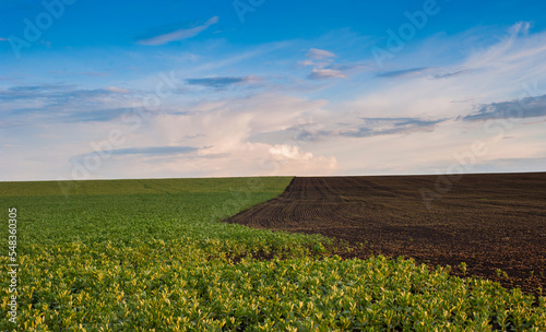 Vicia faba, a field borders a plowed field and beautiful sky