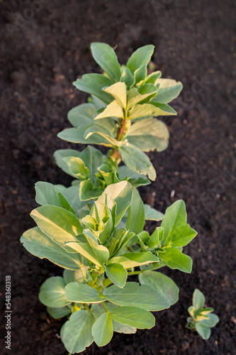 close-up fava bean faba plant in the field soil