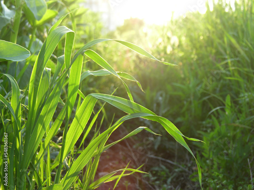 Corn leaves in early morning light