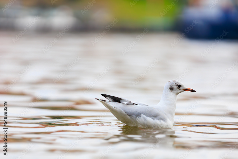 Seagull in a pond or river. Selective focus with blurred background and copy space Seagull in a pond or river. Selective focus with blurred background and copy space