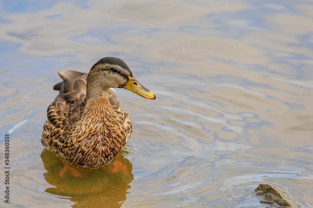 Duck in a pond or river. Selective focus with blurred background and copy space Duck in a pond or river. Selective focus with blurred background and copy space