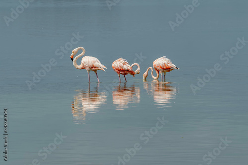 Cluster Of Pink Flamingos In Rio Lagartos With More Birds Landing In The Water To Join Them. In Celestun, Mexico.