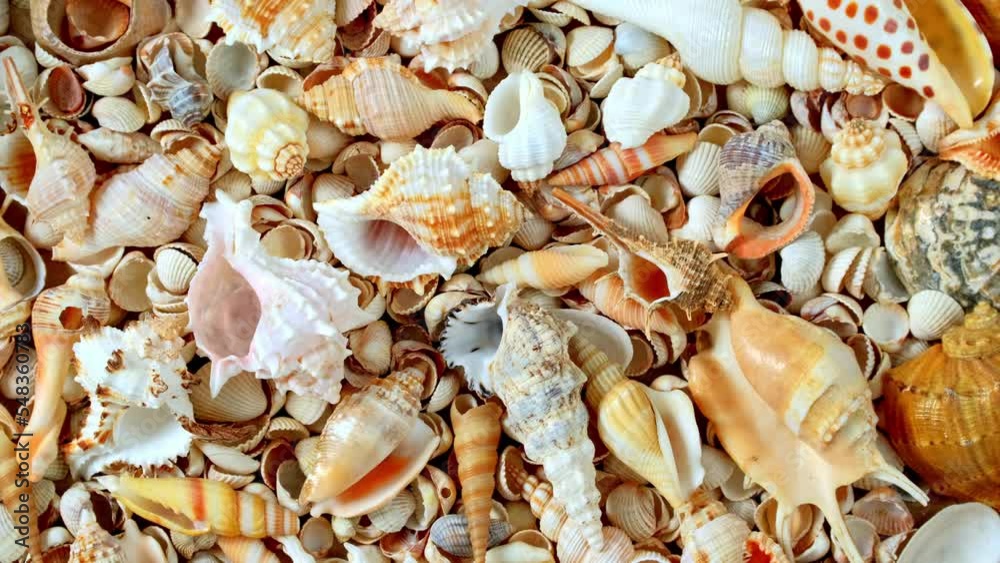 Seashells on the coast. Cockleshells. Background of shells rotating. Summertime, vacation, travel, tourism concept - seashell lie on beach. Loop motion, flat lay, top view, slow motion Seashells on the coast. Cockleshells. Background of shells rotating. Summertime, vacation, travel, tourism concept - seashell lie on beach. Loop motion, flat lay, top view, slow motion