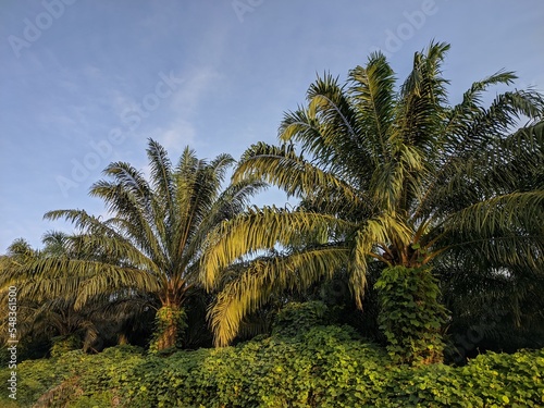 oil palm tree in the morning