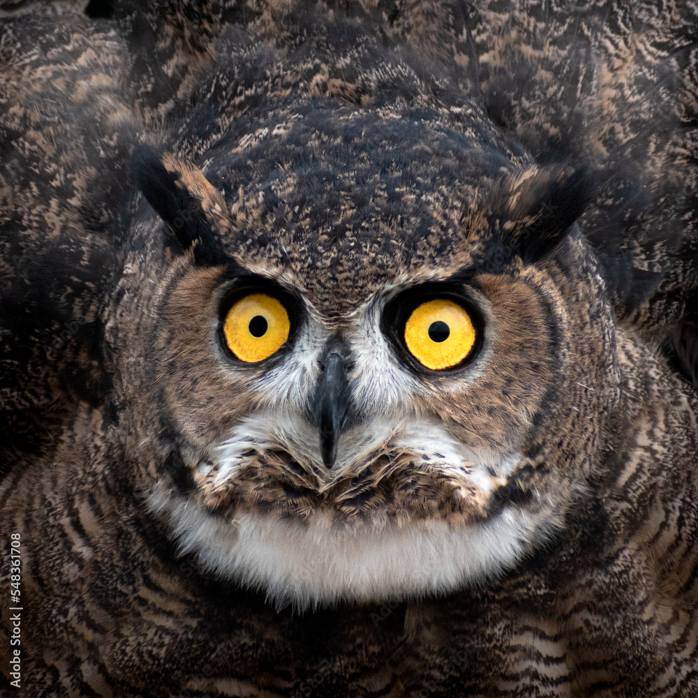 Obraz premium Tucuquere