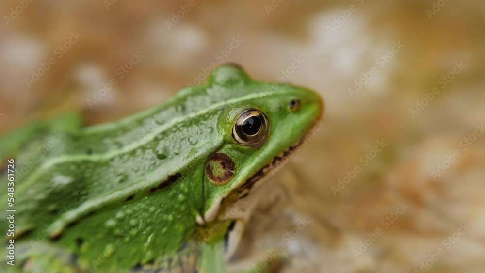Green Frog Sits in the water, close-up. She stirs her nostrils and breathes, shallow focus. Green Frog Sits in the water, close-up. She stirs her nostrils and breathes, shallow focus.