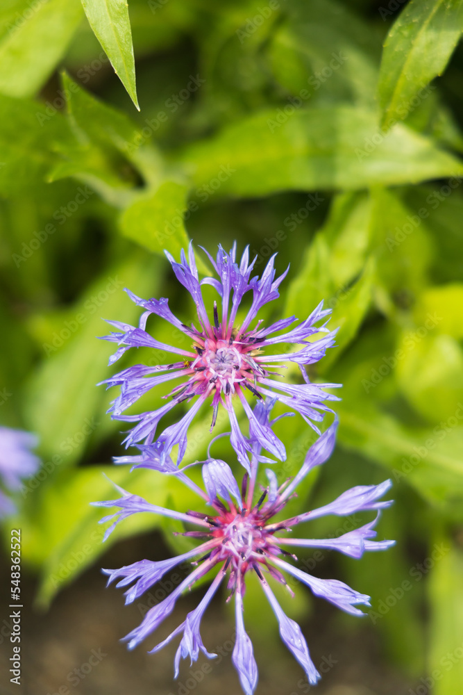 Cornflower, wildflower close-up
