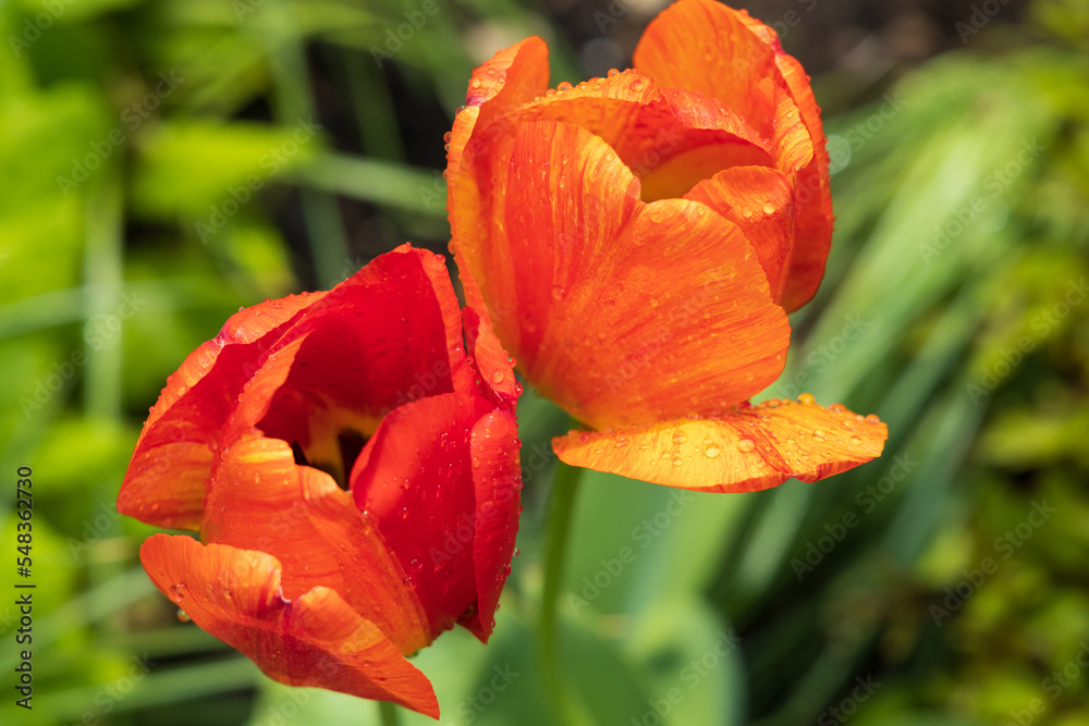 Orange and red tulips with dewdrops, close-up Orange and red tulips with dewdrops, close-up