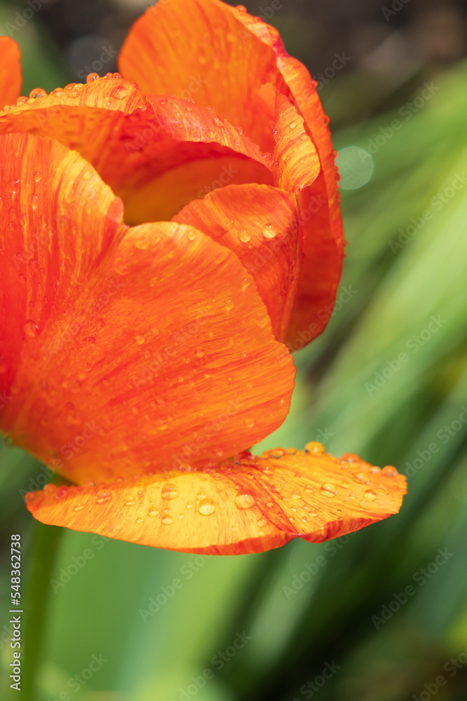 Orange and red tulip with dewdrops, close-up