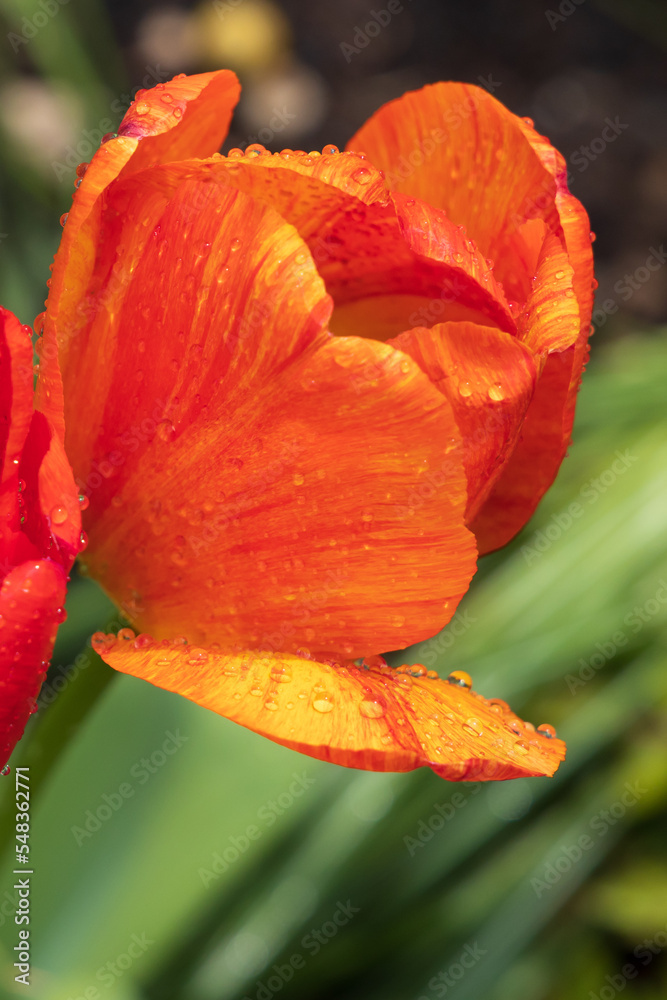 Fototapeta premium Orange and red tulip with dewdrops, close-up
