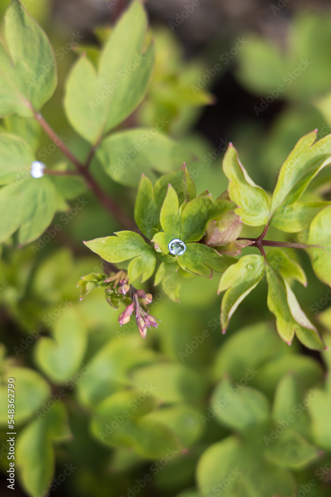 Large dew drop on leaves with pink flower buds Large dew drop on leaves with pink flower buds