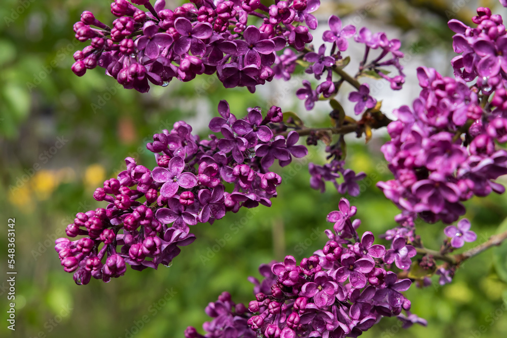 Purple lilac bush flowers close-up Purple lilac bush flowers close-up