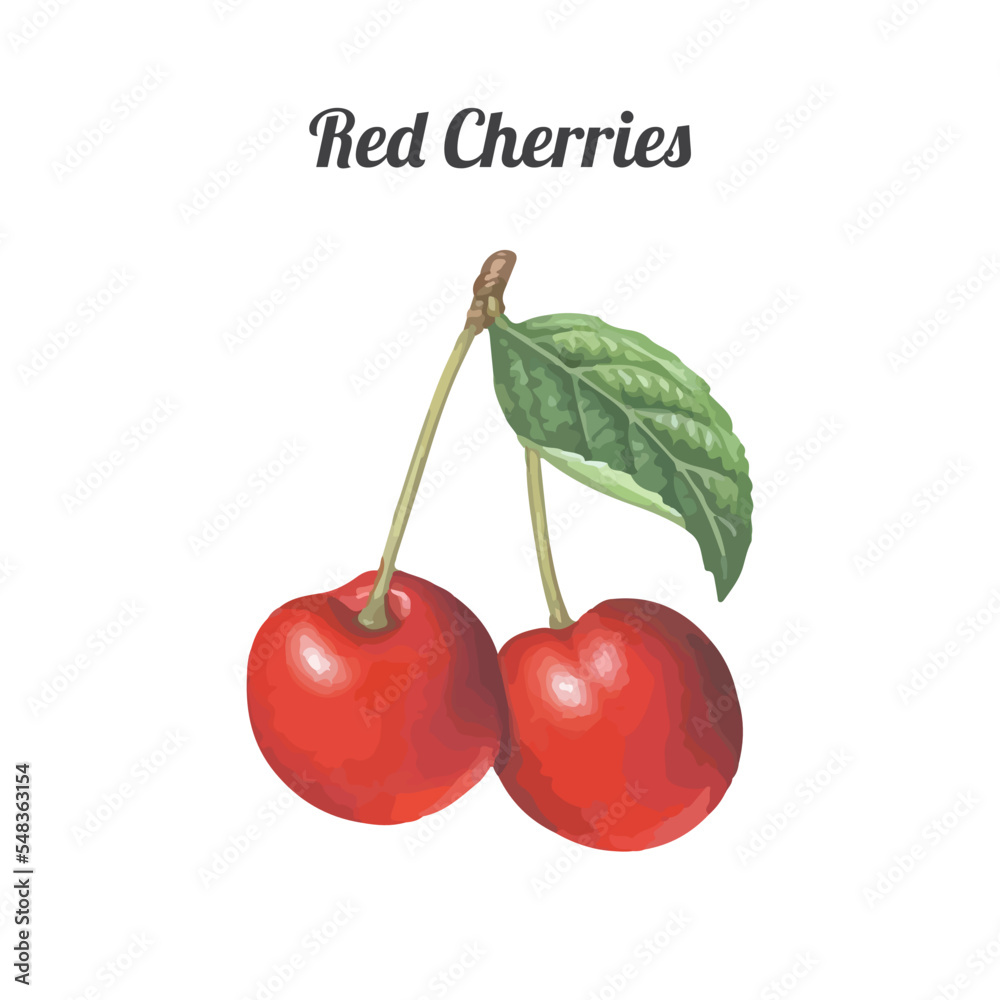 Red Cherries. Hand drawn watercolor painting on white background. Vector illustration Red Cherries. Hand drawn watercolor painting on white background. Vector illustration