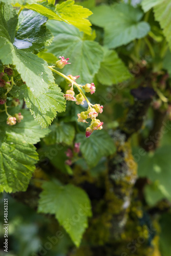 Berry bush in bloom