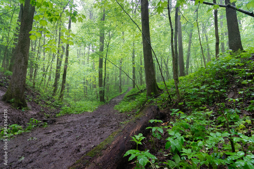 Obraz premium Footpath in rain forest
