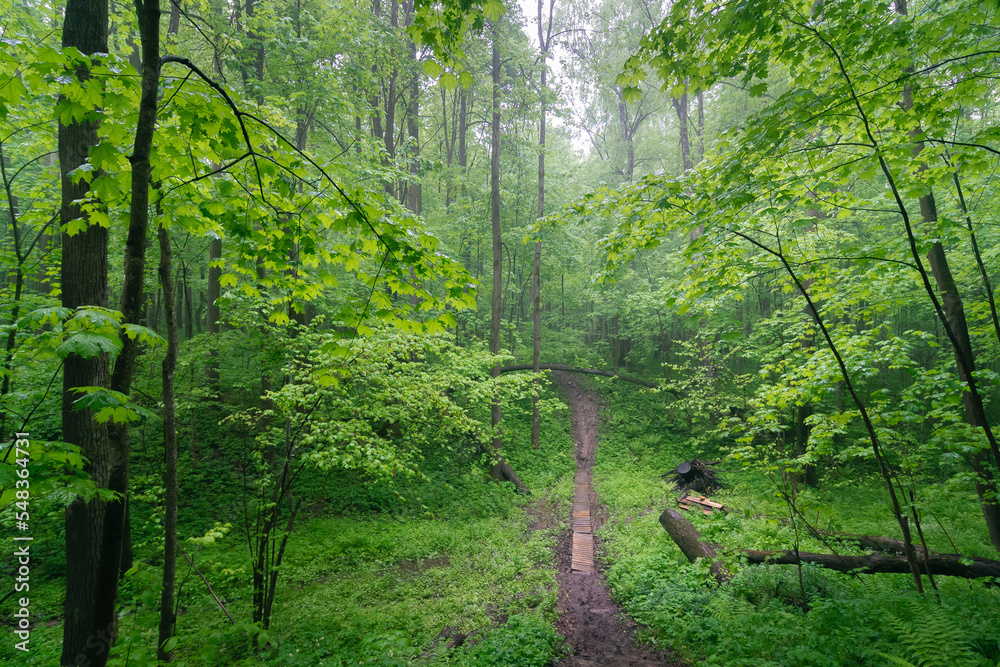 Obraz premium Footpath in rain forest