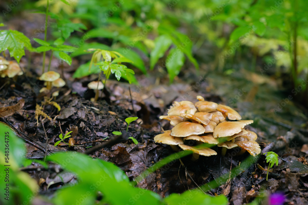 mushroom in the rain forest