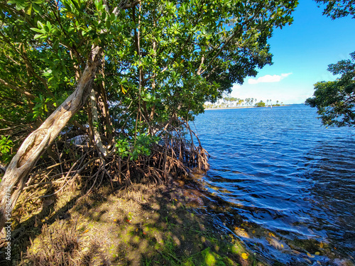 Fototapeta Naklejka Na Ścianę i Meble -  Mangroves along the shore