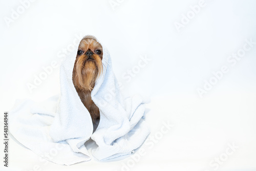 Fototapeta Naklejka Na Ścianę i Meble -  cute dog brussels griffon with white towel close up on white background