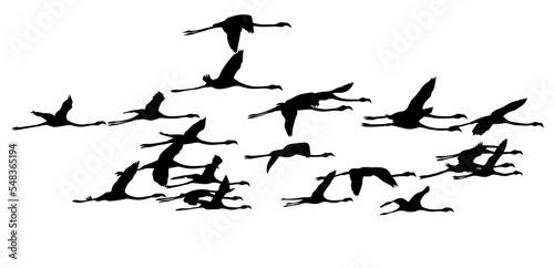 Silhouette of flying birds. Flamingos are flying. A flock of birds.