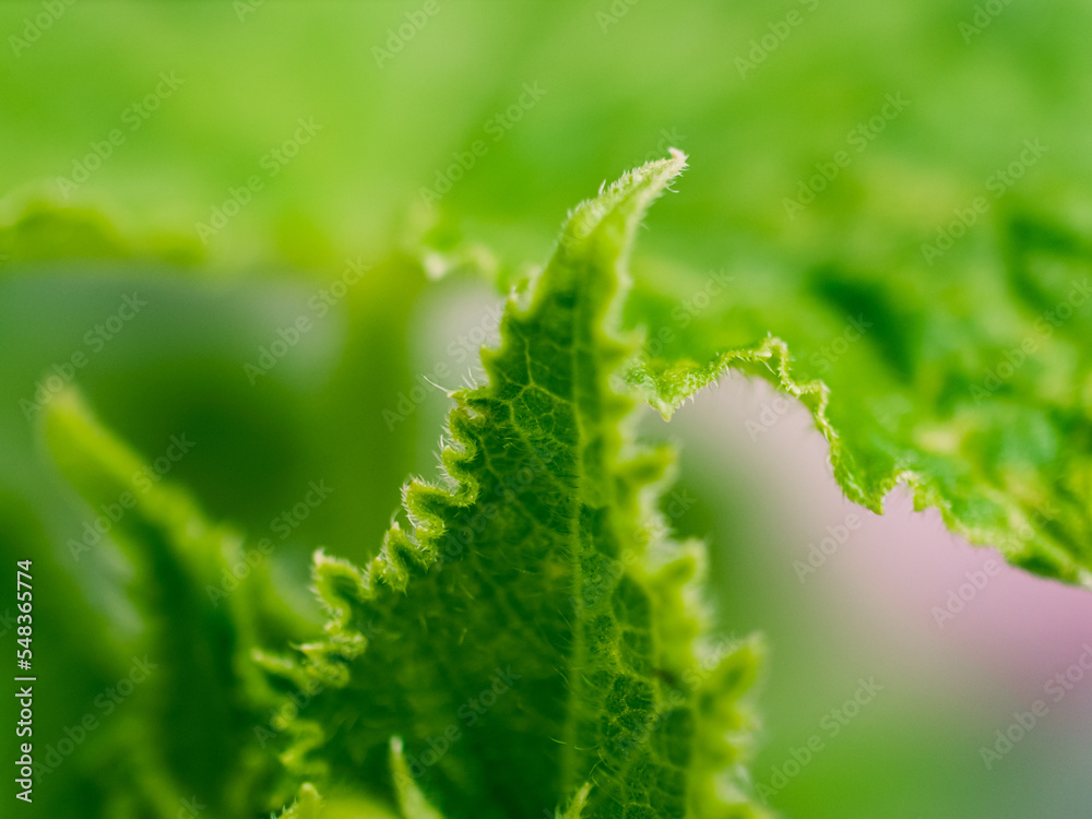 close up of a leaf