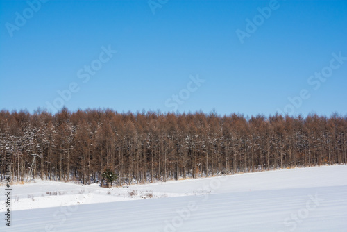 雪原とカラマツ林と青空  © kinpouge