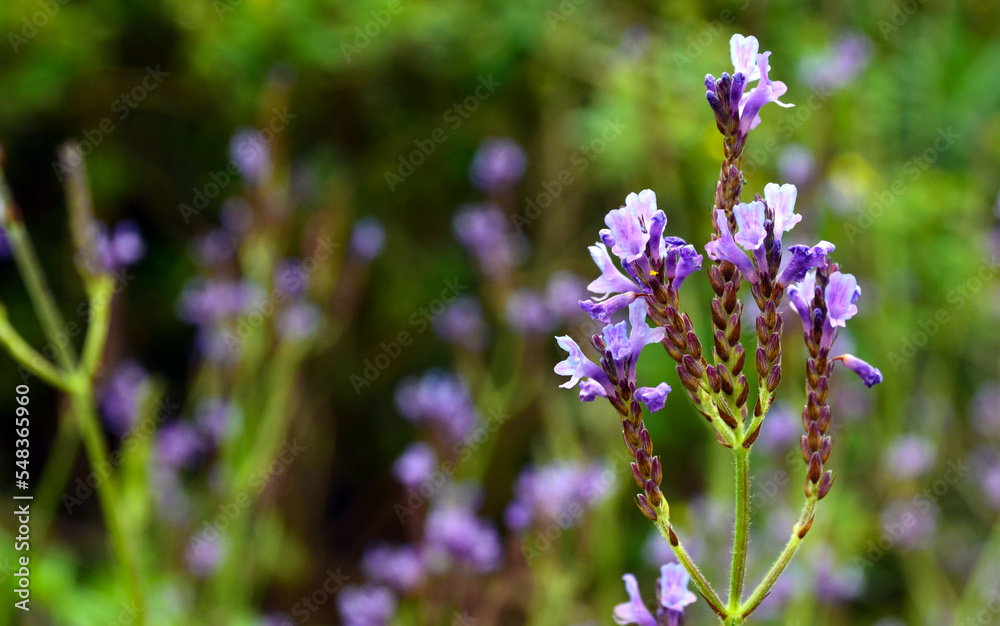 Lavandula canariensis, Mato risco, Lavanda or Romanillo growing wild in Tenerife.Canary Island Lavender.Natural floral background.Selective focus. Lavandula canariensis, Mato risco, Lavanda or Romanillo growing wild in Tenerife.Canary Island Lavender.Natural floral background.Selective focus.