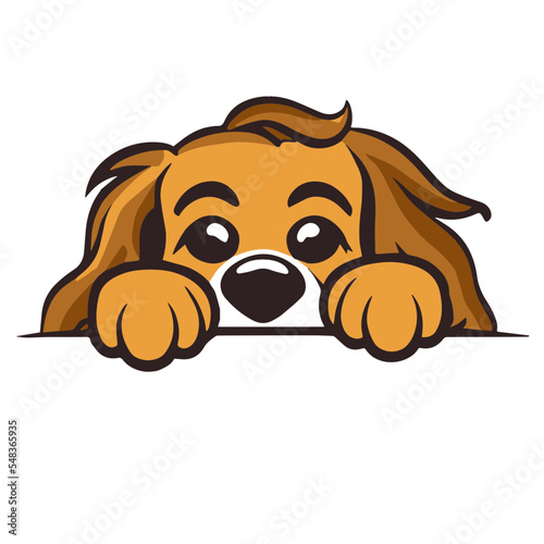 Cocker Spaniel Peek a Boo 