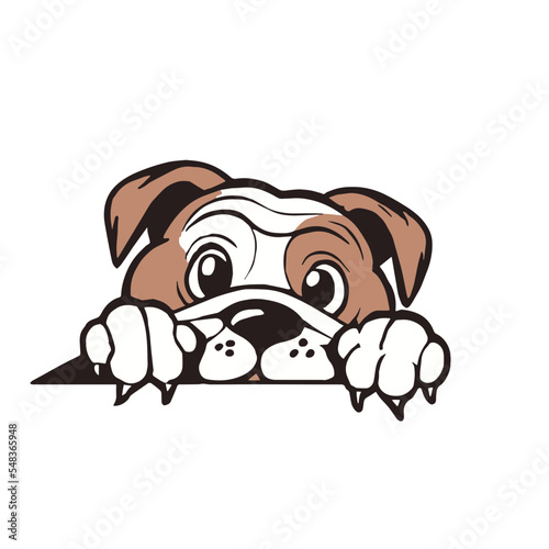 English Bulldog Peek a Boo