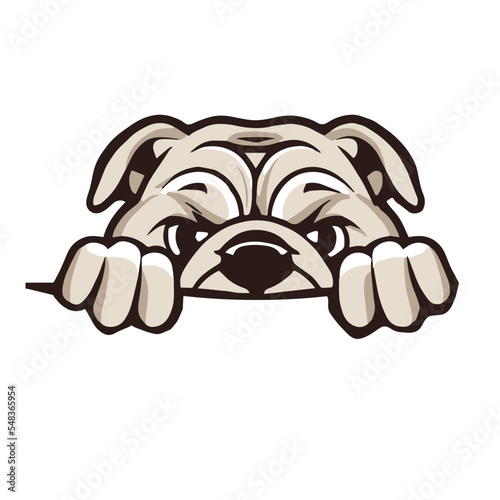 English Bulldog Peek a Boo