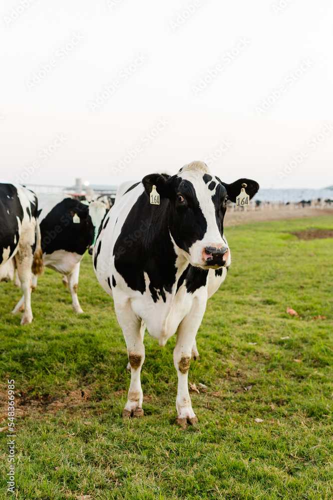 grazing cow