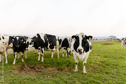 Dairy Cow