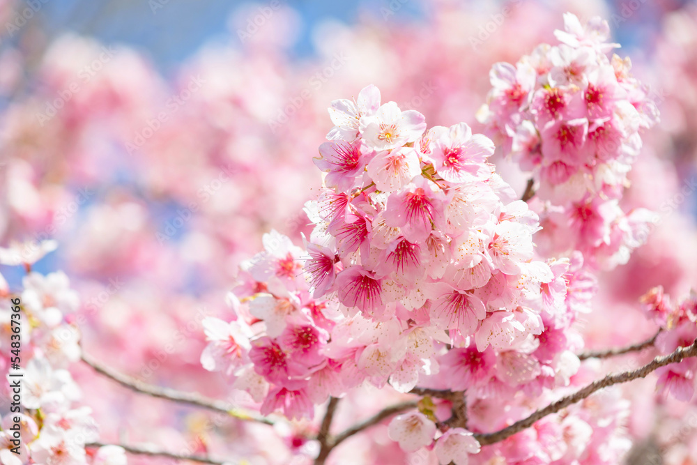 河津桜	