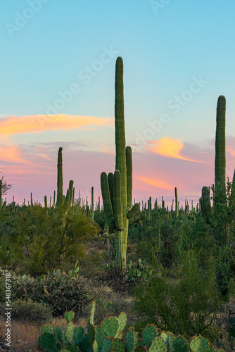 cactus at sunset in Arizona