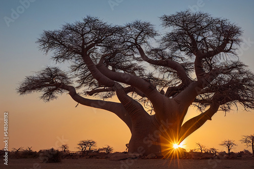 African baobab in the savannah at sunrise photo