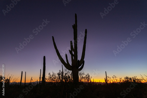 cactus at sunset in the desert  © Denise
