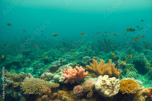 colorful coral reef in the ocean © Paulina