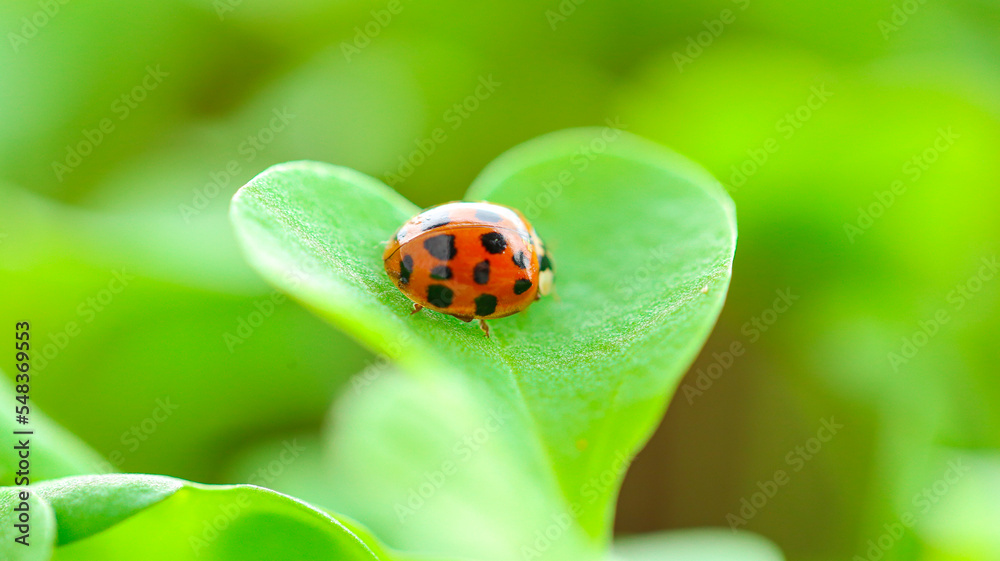 Fototapeta premium Ladybug on a green lettuce leaf.plant growing and farming . Insects and plants.Growing seedlings at home.