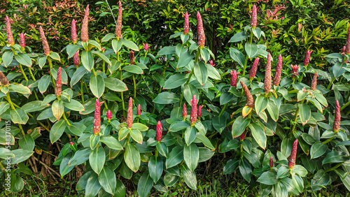 Costus spicatus plants, also known as spiked spiral flag ginger or Indian head ginger. It produces a short red cone, from which red-orange flowers emerge one at a time. photo
