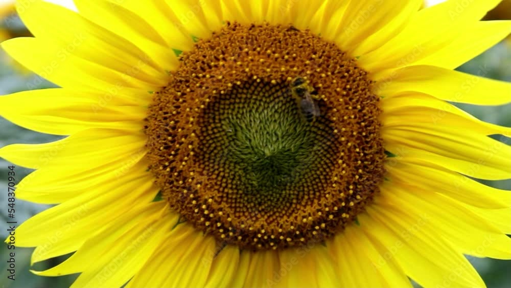 A bumblebee collects nectar on a sunflower in the middle of a sunflower field A bumblebee collects nectar on a sunflower in the middle of a sunflower field