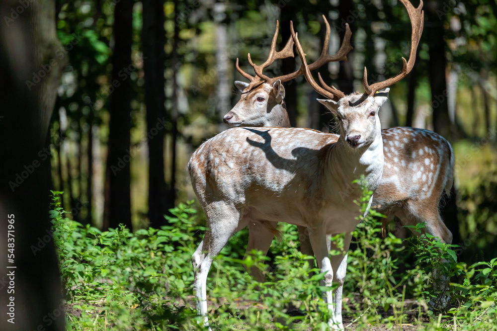 Fallow Deer Bucks Fallow Deer Bucks